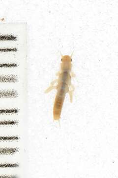 Image of Plecoptera