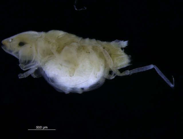 صورة Eurycopinae Hansen 1916