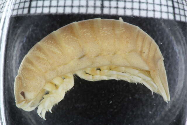 Image of cirolanid isopods