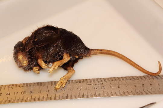 Image of Brown Rat