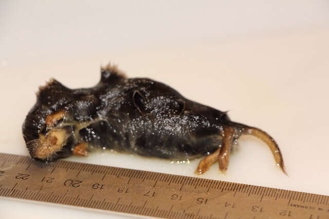 Image of Gray Red-backed Vole