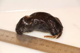 Image of Gray Red-backed Vole