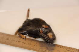 Image of Gray Red-backed Vole