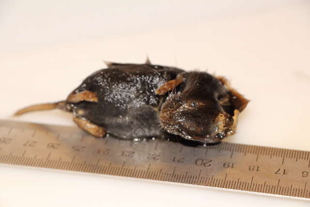 Image of Gray Red-backed Vole