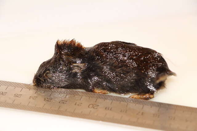 Image of Gray Red-backed Vole