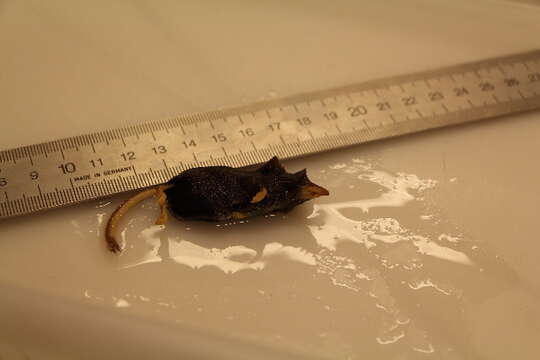 Image of Laxmann's Shrew