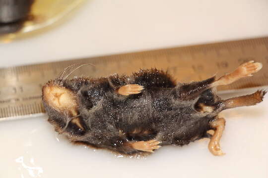 Image of Northern Red-backed Vole