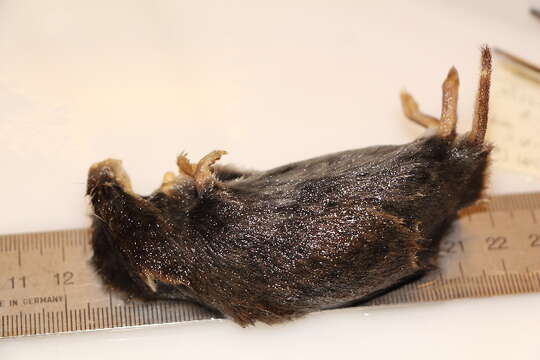 Image of field vole, short-tailed vole