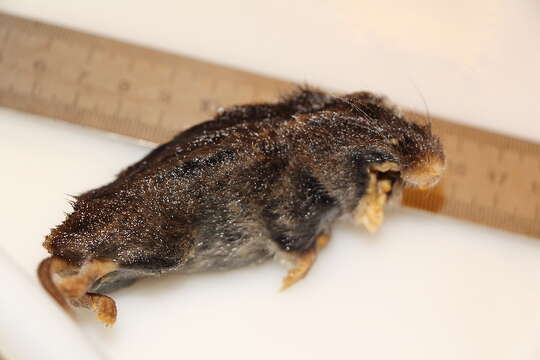 Image of field vole, short-tailed vole