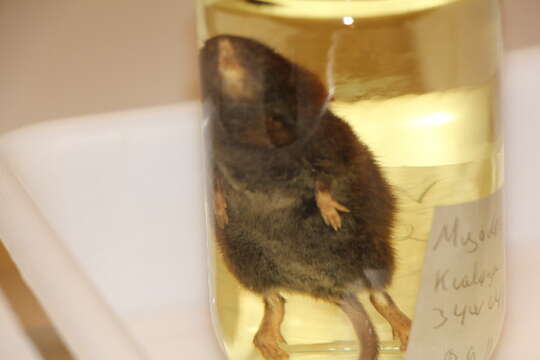 Image of Northern Red-backed Vole