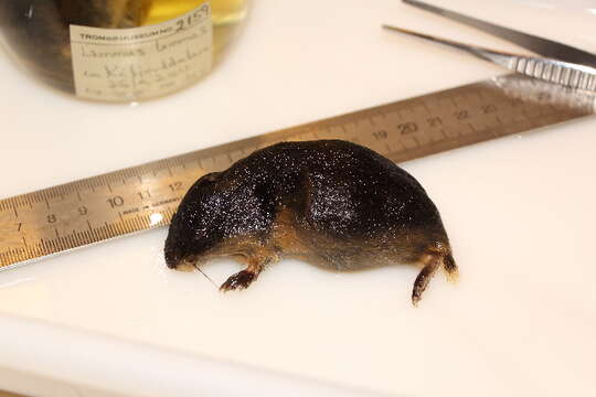 Image of Norway Lemming