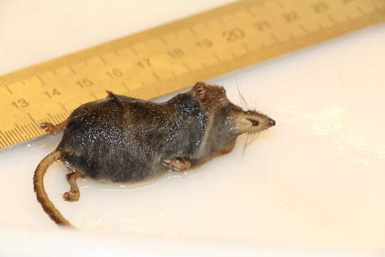 Image of Common Shrew