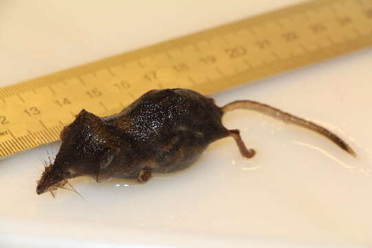 Image of Common Shrew