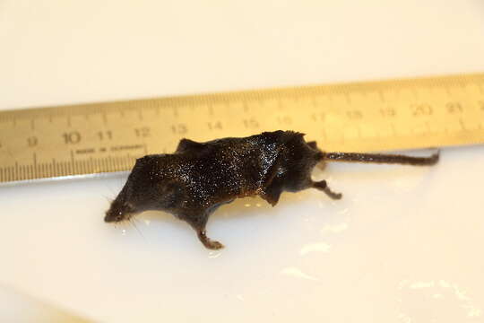 Image of Common Shrew