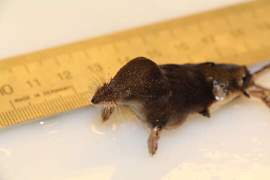 Image of Common Shrew