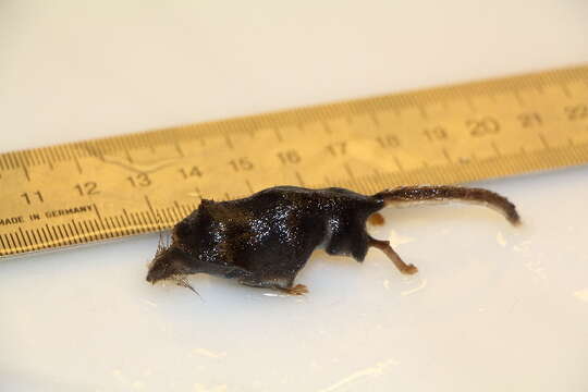 Image of pygmy shrew, lesser shrew