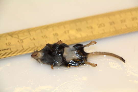 Image of pygmy shrew, lesser shrew