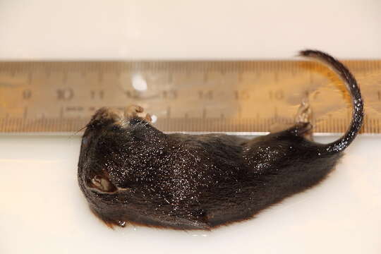 Image of Bank Vole