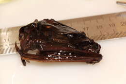 Image of Northern Bat