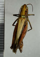 Image of woodland grasshopper