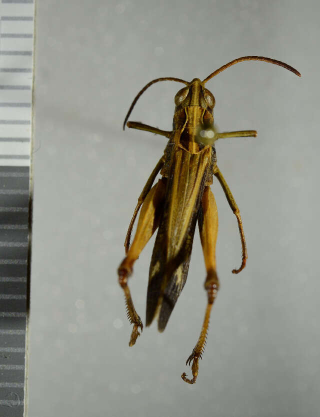 Image of woodland grasshopper