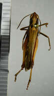 Image of woodland grasshopper