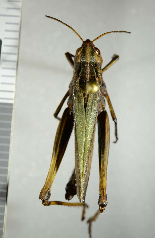 Image of Common green grasshopper