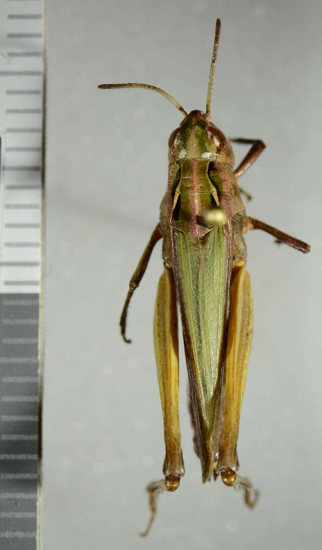 Image of Common green grasshopper