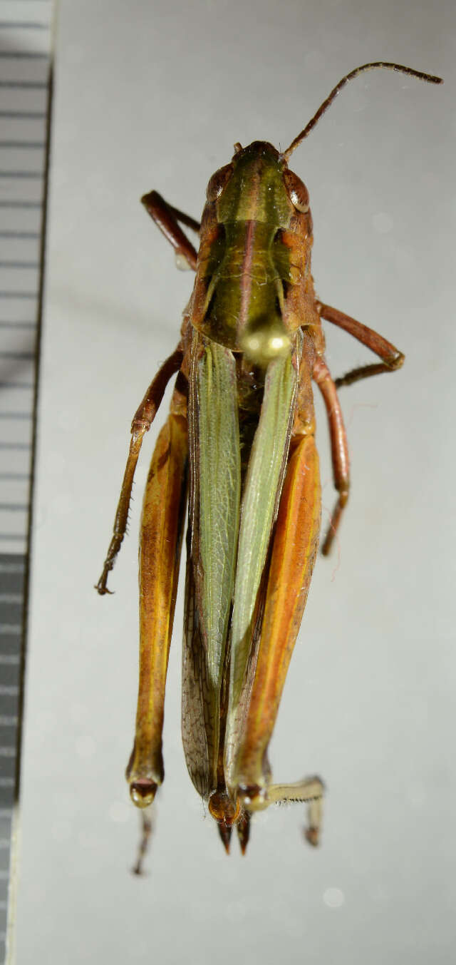 Image of Common green grasshopper