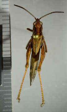 Image of bow-winged grasshopper