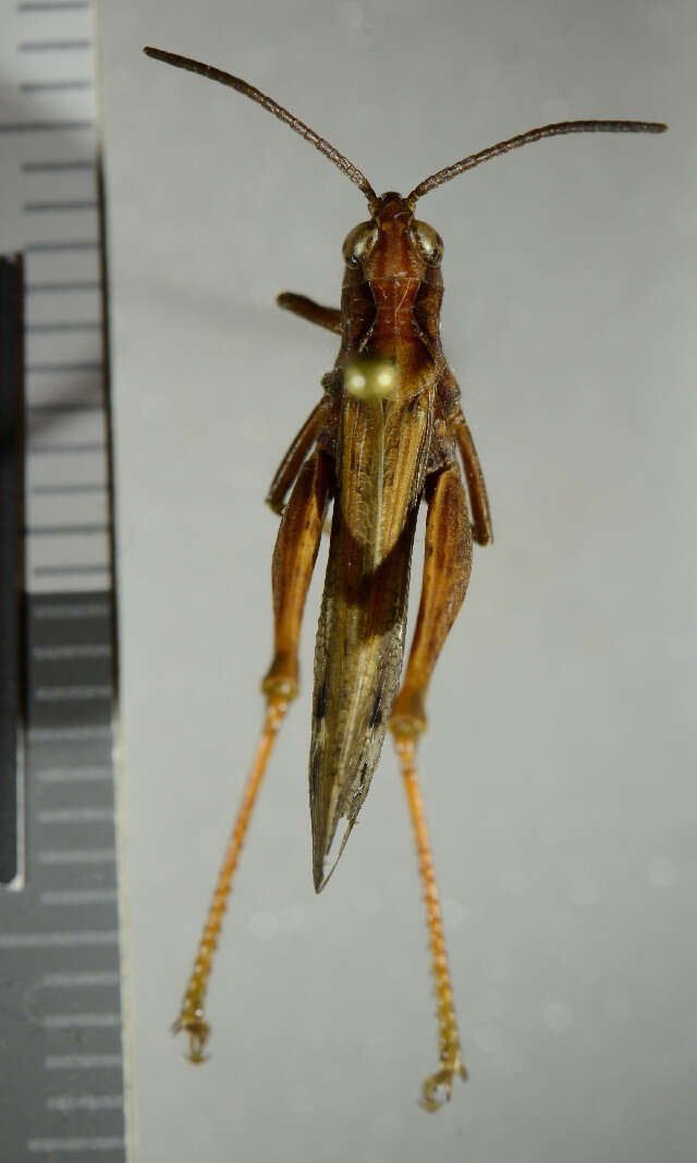 Chorthippus (Glyptobothrus) biguttulus (Linnaeus 1758) resmi