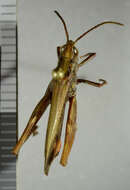 Chorthippus (Glyptobothrus) biguttulus (Linnaeus 1758) resmi