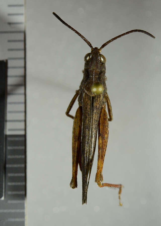 Chorthippus (Glyptobothrus) brunneus (Thunberg 1815)的圖片