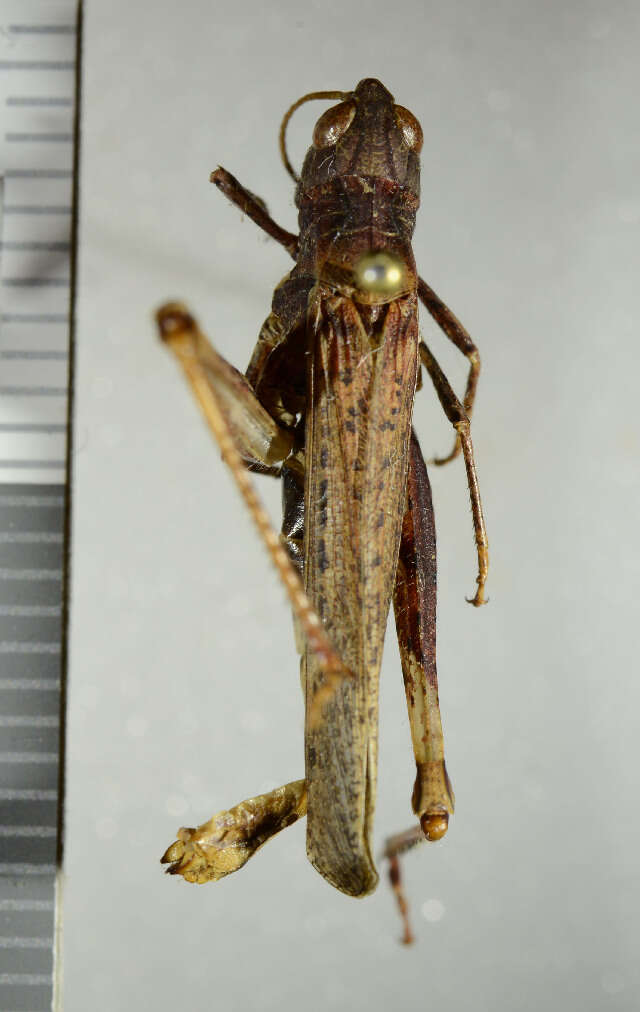 Chorthippus (Glyptobothrus) brunneus (Thunberg 1815)的圖片