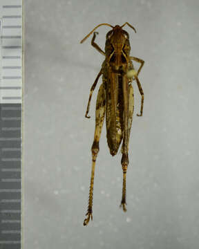 Image of Myrmeleotettix