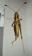 Image of rufous grasshopper