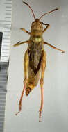 Image of rufous grasshopper