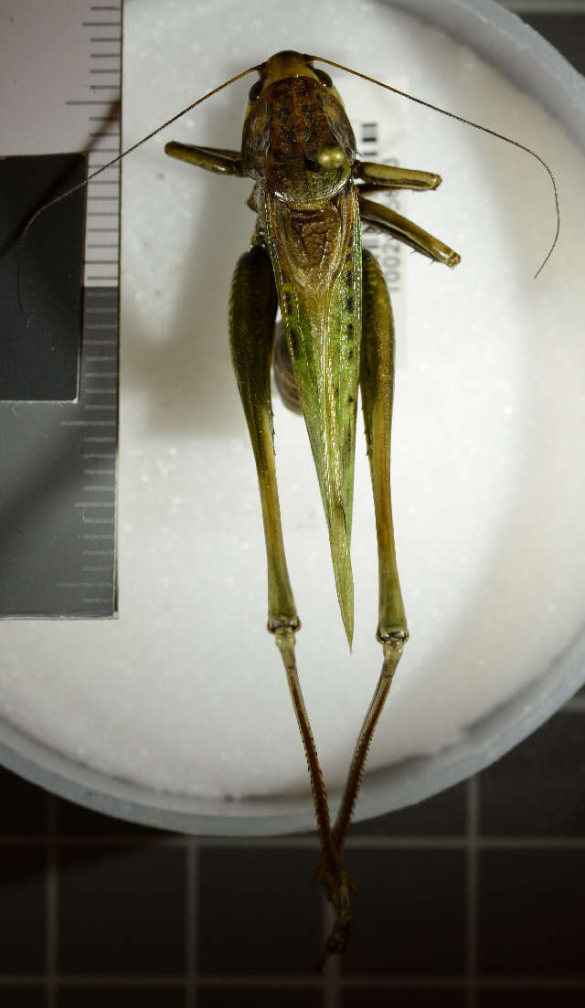 Image of Wart-biter cricket