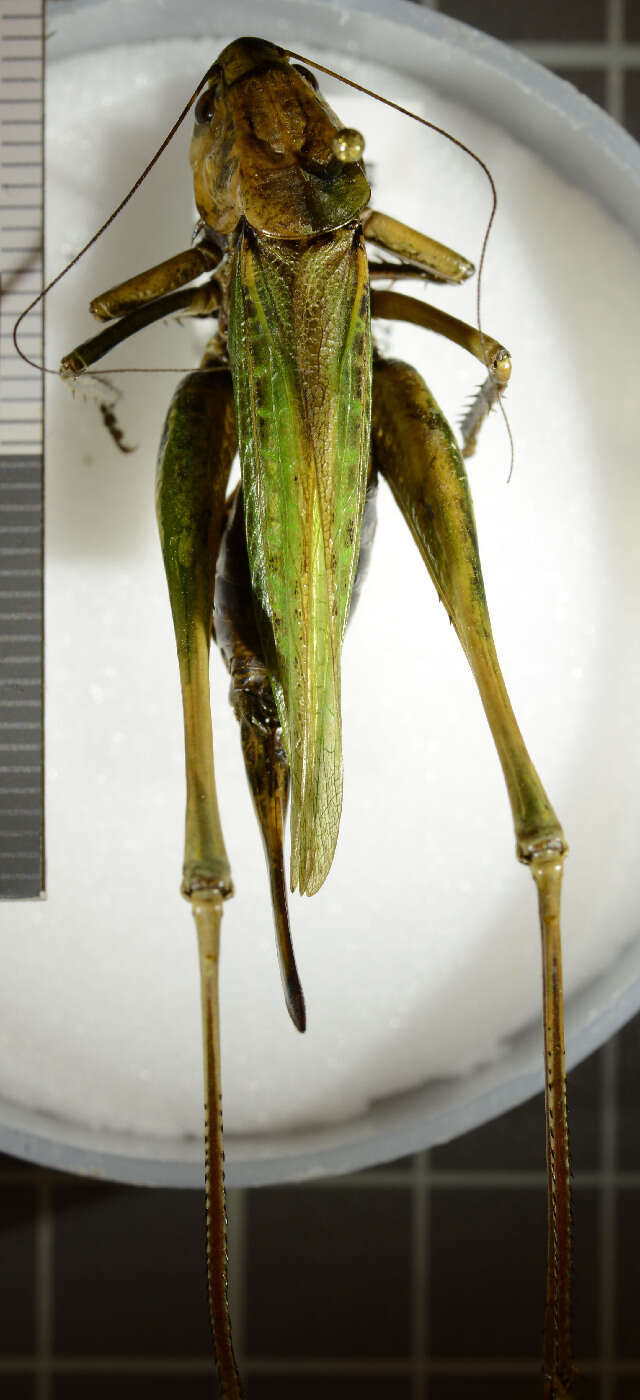 Image of Wart-biter cricket