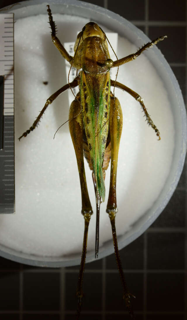 Image of Wart-biter cricket