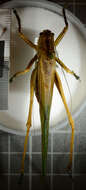 Image of Great green bushcricket