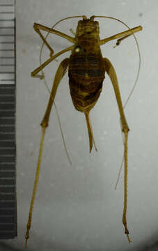 Image of speckled bush-cricket