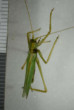 Image of Drumming Katydid