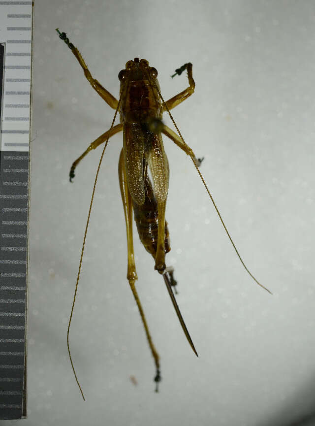 Слика од Conocephalus (Anisoptera) dorsalis (Latreille 1804)