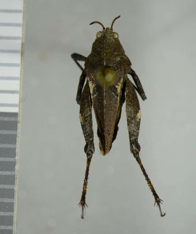 Image of Tetrix bipunctata (Linnaeus 1758)