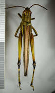 Image of Large marsh grasshopper