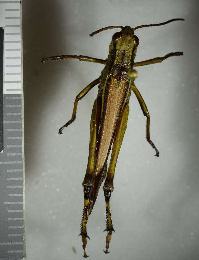 Image of Large marsh grasshopper