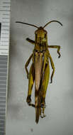 Image of Large marsh grasshopper