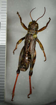 Слика од <i>Melanoplus frigidus</i>