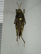 Image of Awl-shaped Pygmy Grasshopper